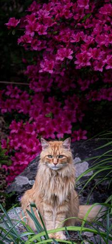 猫酷壁纸(最近很火的猫壁纸霸气)插图14