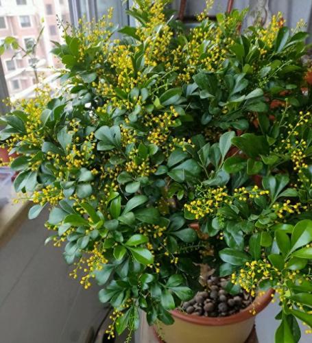 排名前十的名花(中国名花排名前50)插图2