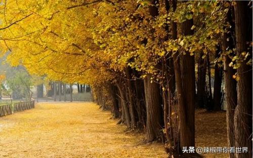 泰州古迹景点排名前十(泰州人文景点排名前十)插图23