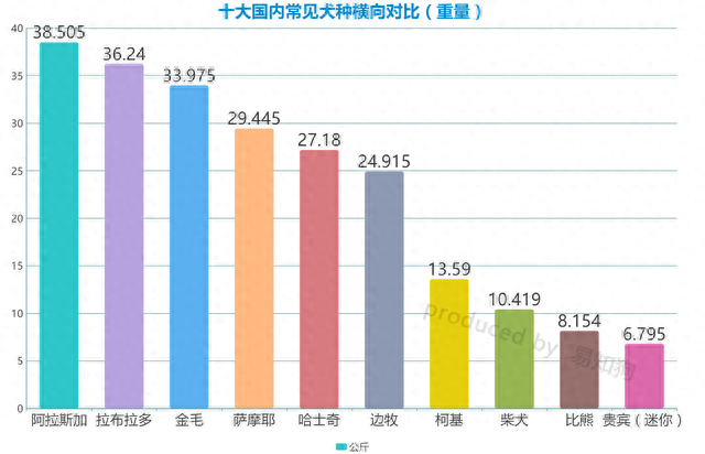 排名前十犬种(最好十种犬种)插图10