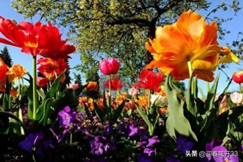 花是爱(被爱的花和不被爱的花)插图7