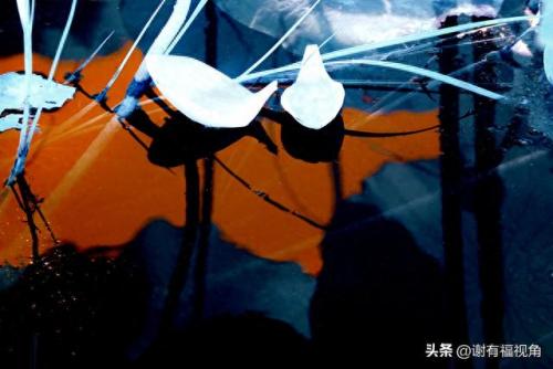 另类图库(49个图库app)插图9