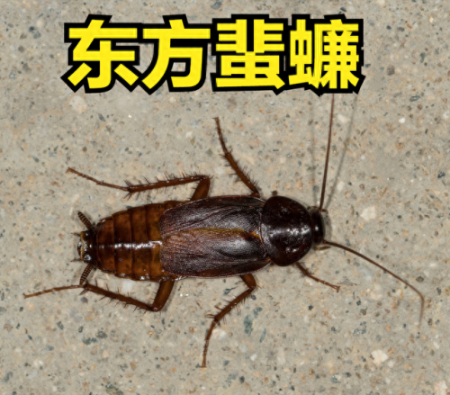 所有蟑螂排名前十(蟑螂掉进内衣里)插图1