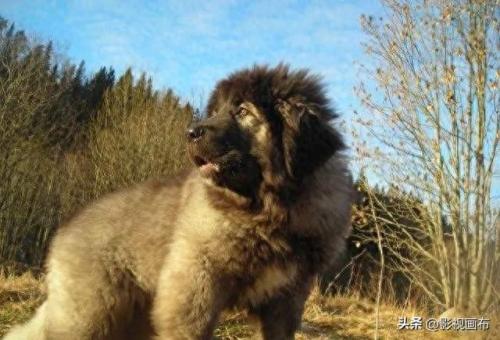 世界前五猎犬排名前十(世界三种猎犬排名前十)插图13