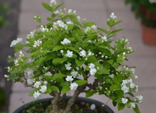 排名前十的名花(中国名花排名前50)插图20