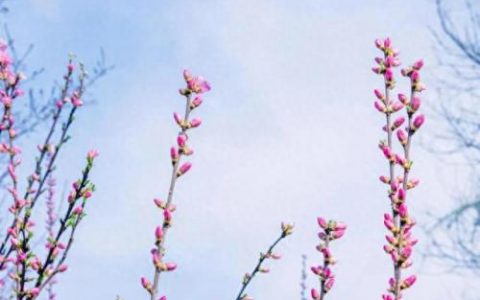 春寒 梅尧臣(春寒是什么意思)