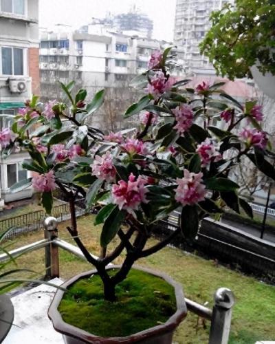 排名前十的名花(中国名花排名前50)插图23