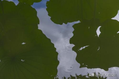 洪湖公园好玩吗(洪湖一日游攻略)插图