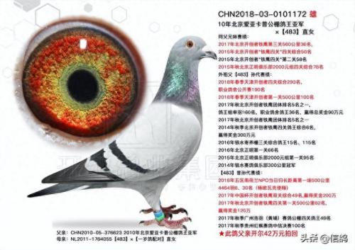 尼尔森赛鸽公棚春棚(尼尔森赛鸽公棚)插图10