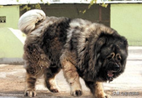世界前五猎犬排名前十(世界三种猎犬排名前十)插图12