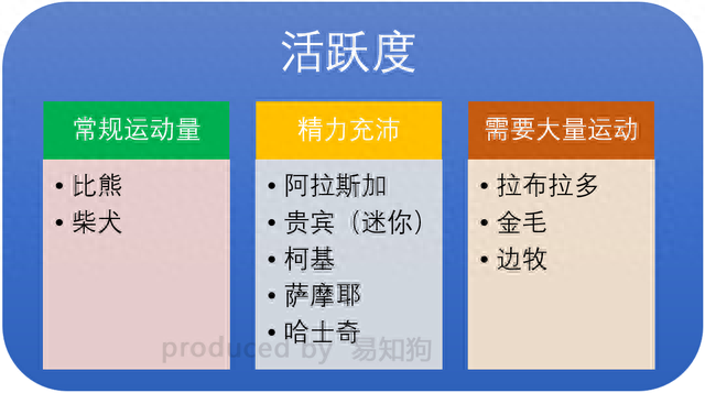 排名前十犬种(最好十种犬种)插图20