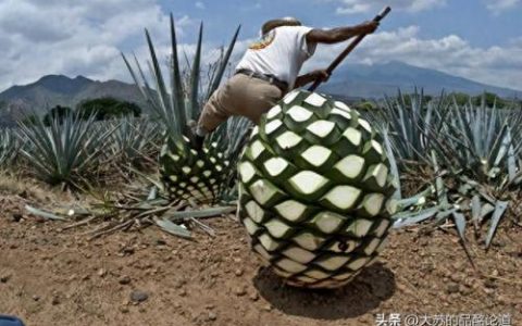 龙舌兰价格排名前十(龙舌兰最便宜多少钱)
