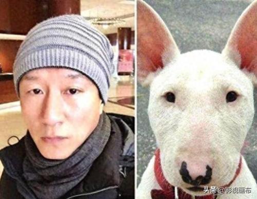 世界前五猎犬排名前十(世界三种猎犬排名前十)插图2