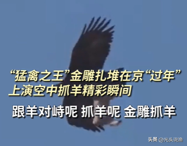 金雕有多大(世界上最大的雕)插图1