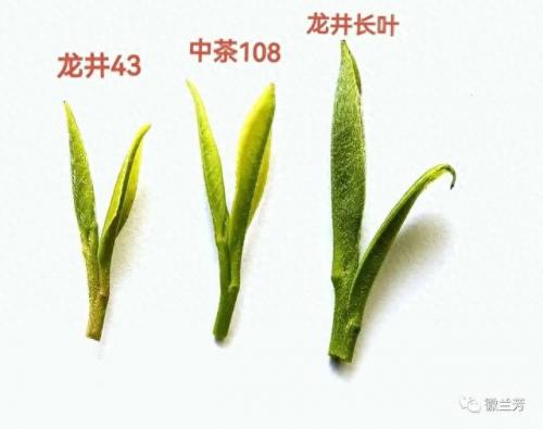 龙井品种排名前十(龙井哪个品种最好)插图1
