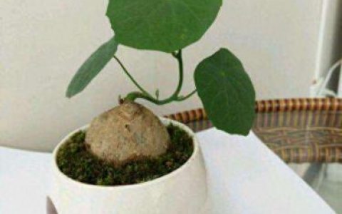 乌龟的拼音(turtle怎么读)