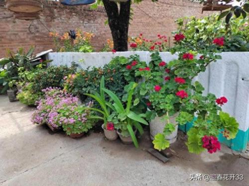 花是爱(被爱的花和不被爱的花)插图3