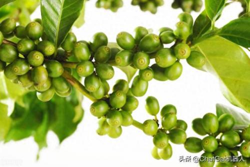 菲律宾咖啡排名前十(菲律宾咖啡贵吗)插图9