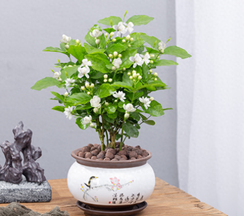 排名前十的名花(中国名花排名前50)插图21