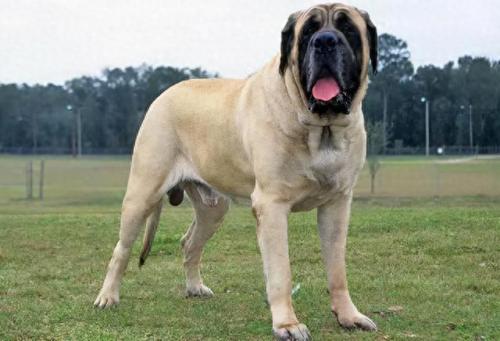 攻击犬排名前十(十大无攻击性犬)插图4