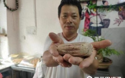 木化石吧(木化石为什么不能放在家里)