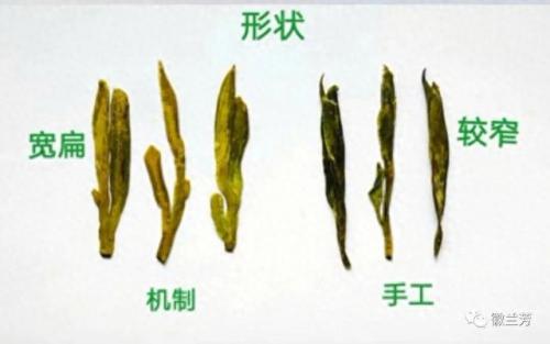 龙井品种排名前十(龙井哪个品种最好)插图2
