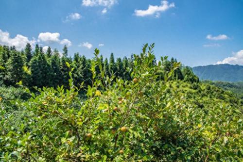 松香产地排名前十(中国十大松香产地)插图9