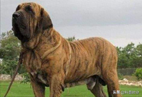 世界十大猛犬排名前十(世界十大猛犬排名榜前十名)插图7