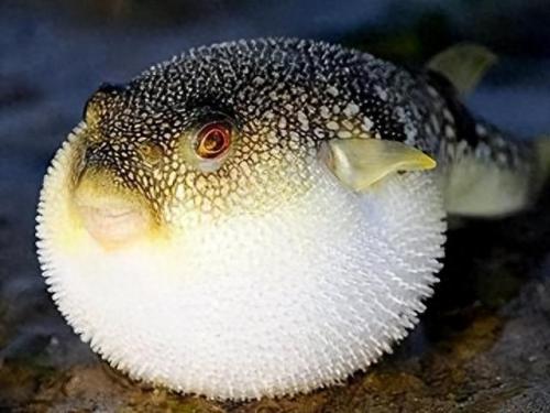 世上排名前十的有毒的生物(20大毒性最强的生物)插图6