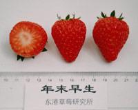 十大草莓排名前十图片(吃草莓的十大好处)插图18