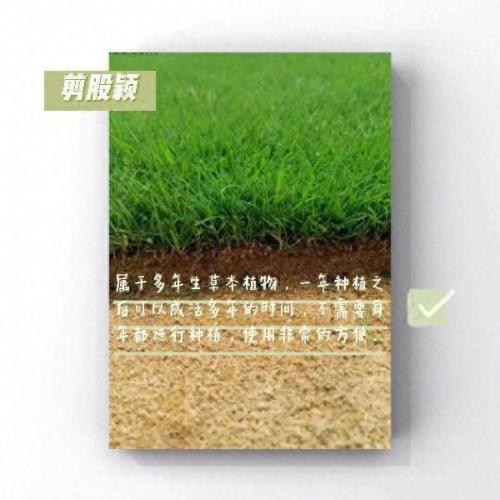绿化草坪排名前十(绿化草坪喷淋)插图3
