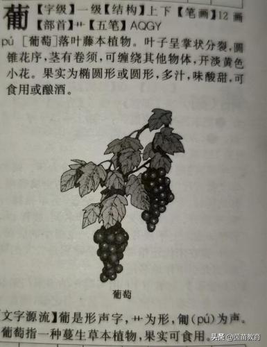 葡组词2个字(萄的词语)插图5