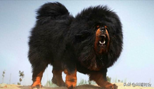 世界十大猛犬排名前十(世界十大猛犬排名榜前十名)插图25