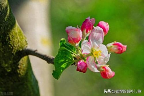 早春苹果挨一刀(倒春寒对苹果树影响)插图3