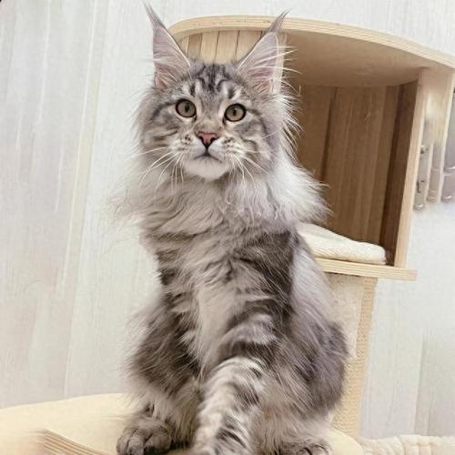 人民币上的猫(100元人民币后有猫)插图5