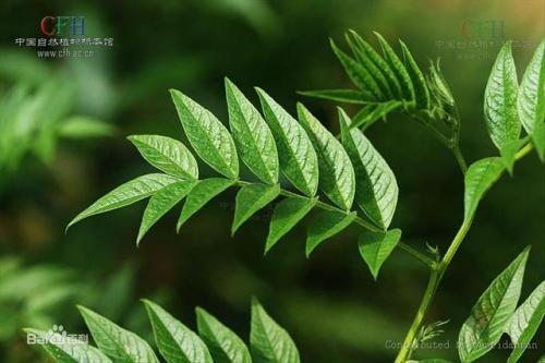 新疆甘草基地排名前十(新疆乌拉尔红甘草价格)插图2