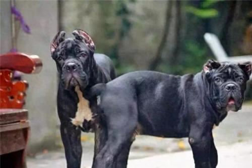 攻击犬排名前十(十大无攻击性犬)插图3