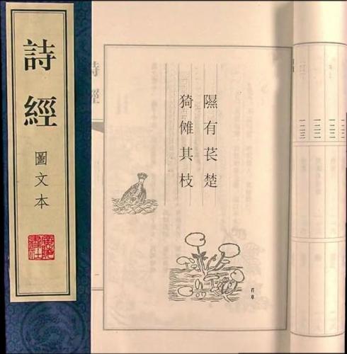 猕猴桃属于哪类水果(猕猴桃做酒最佳搭配水果)插图3