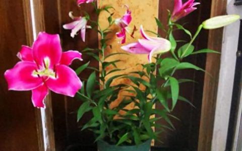 香水百合歌曲(香水百合歌词)