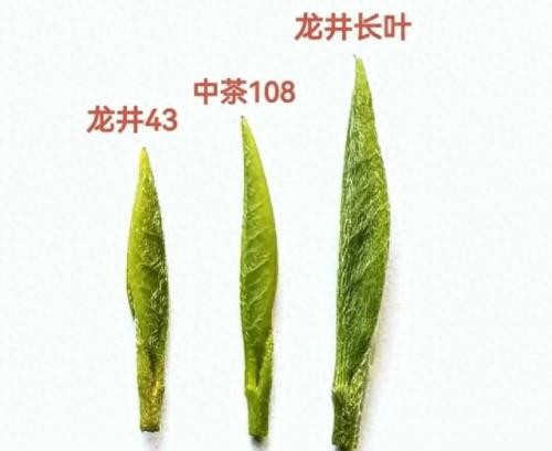 龙井品种排名前十(龙井哪个品种最好)插图