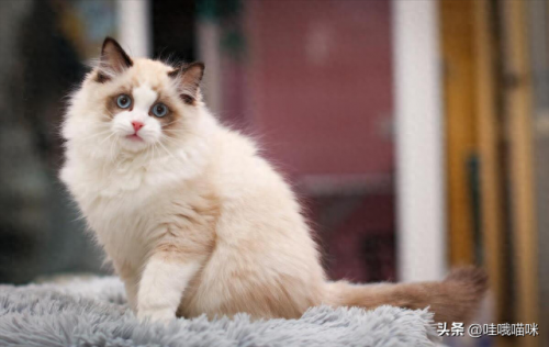 猫咪前十智商排名(猫咪智商最高的几个)插图