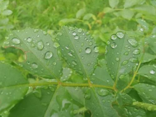 雨后的故事图片(雨中的小故事是什么梗)插图9