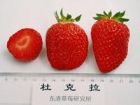 十大草莓排名前十图片(吃草莓的十大好处)插图26