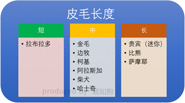 排名前十犬种(最好十种犬种)插图14