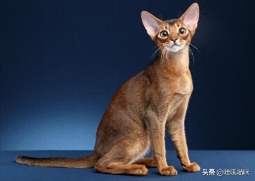 猫咪前十智商排名(猫咪智商最高的几个)插图9
