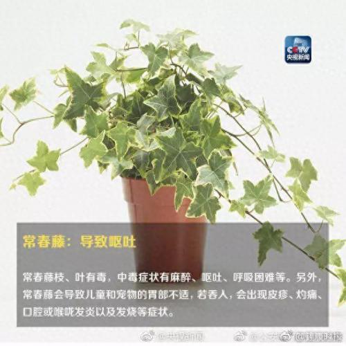 养合元是什么(养合元是什么东西呀)插图5