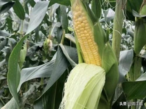 排名前十糯玉米(糯玉米口碑第一名)插图