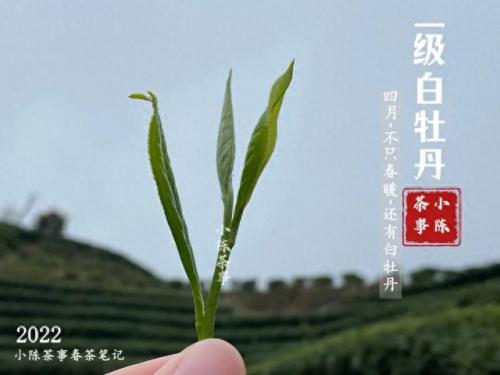 白茶品类排名前十(白茶品牌排名前十名)插图7