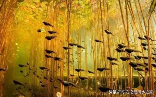 对牛弹琴下一句(对牛弹琴的成语故事)插图3
