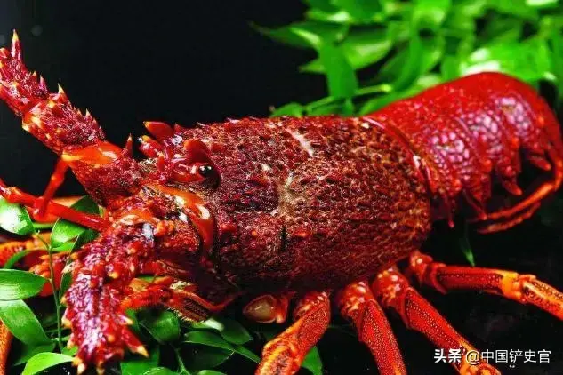 龙虾档次排名前十(龙虾品质排名)插图4